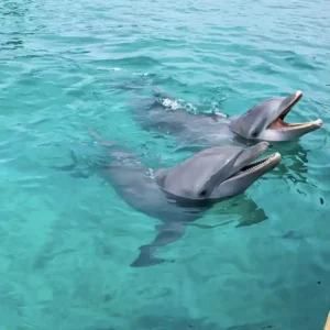 Dolphin Swim