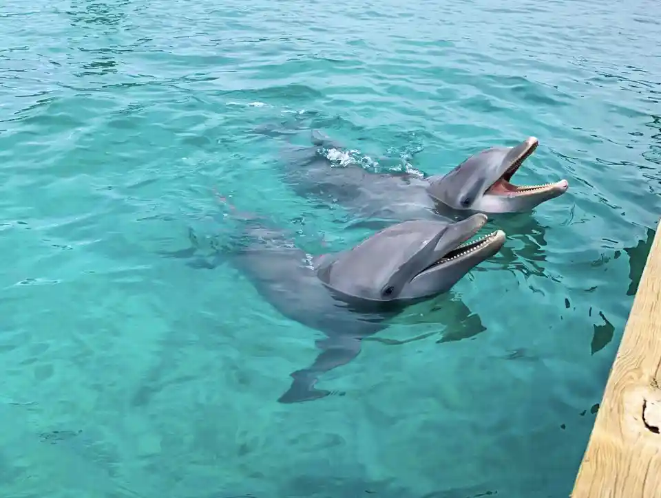 Dolphin Swim