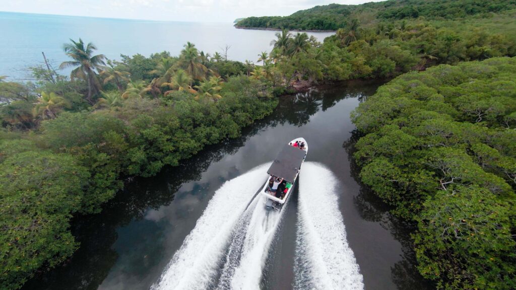 Mangrove Tour