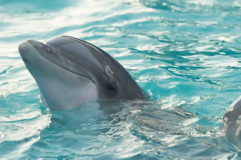 Dolphin Swim
