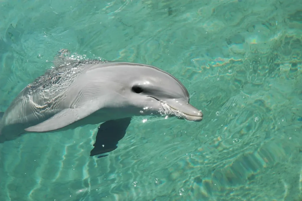 Dolphin Swim