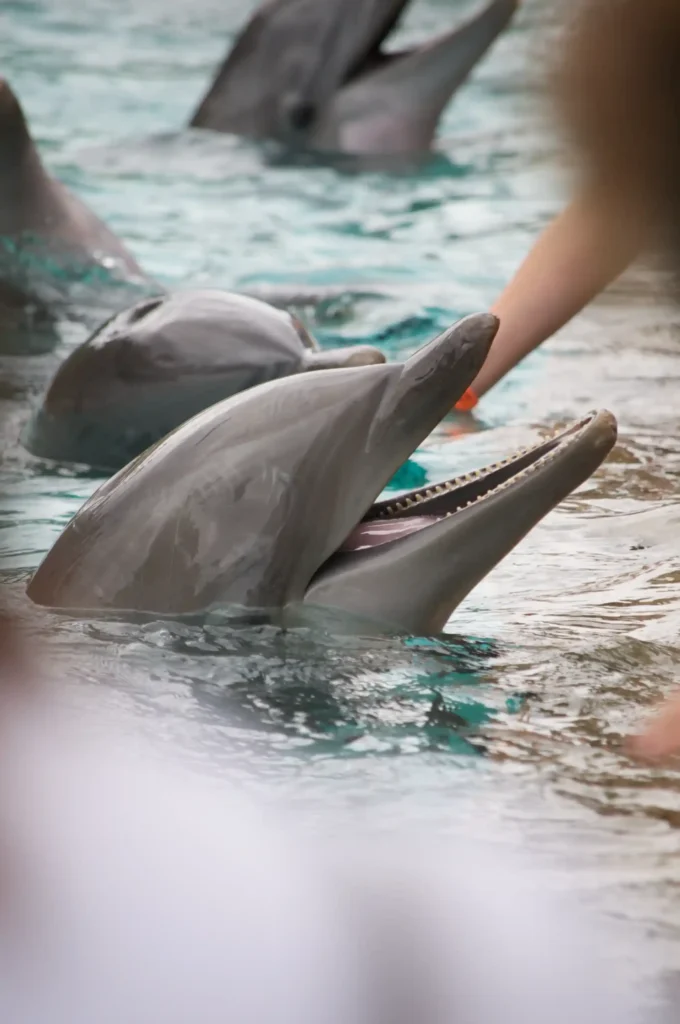 Dolphin Encounter