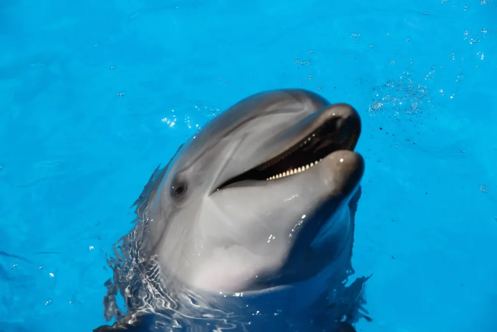Dolphin Swim