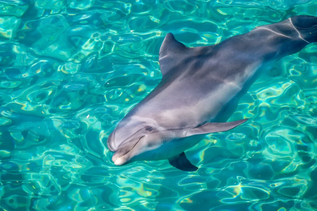 Dolphin Encounter