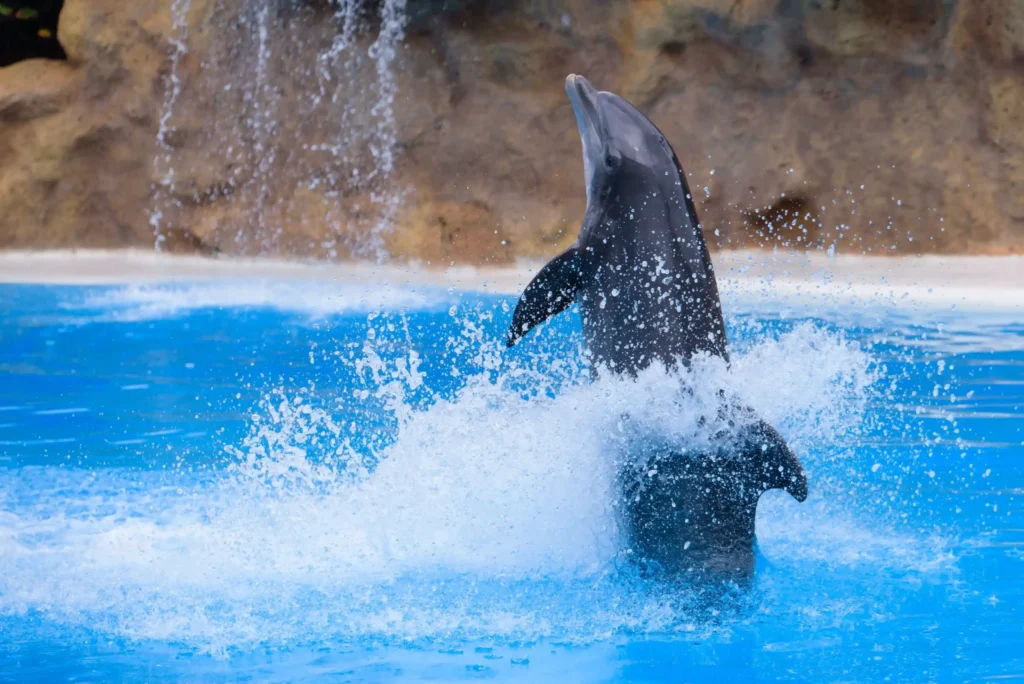 Dolphin Encounter