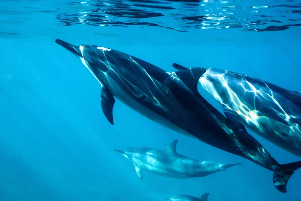 Dolphin Swim