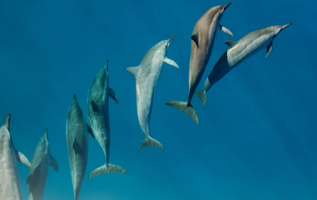 Dolphin Encounter