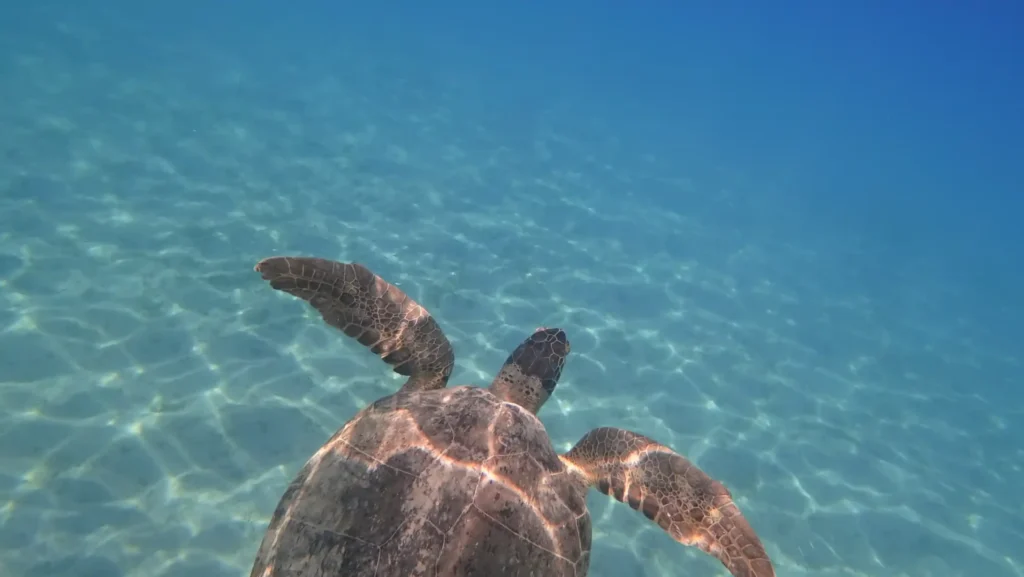 Snorkeling