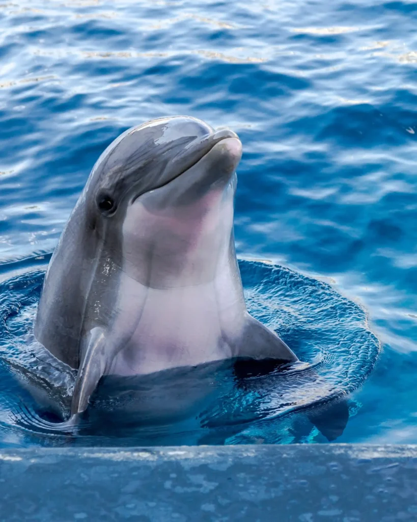 Dolphin Swim