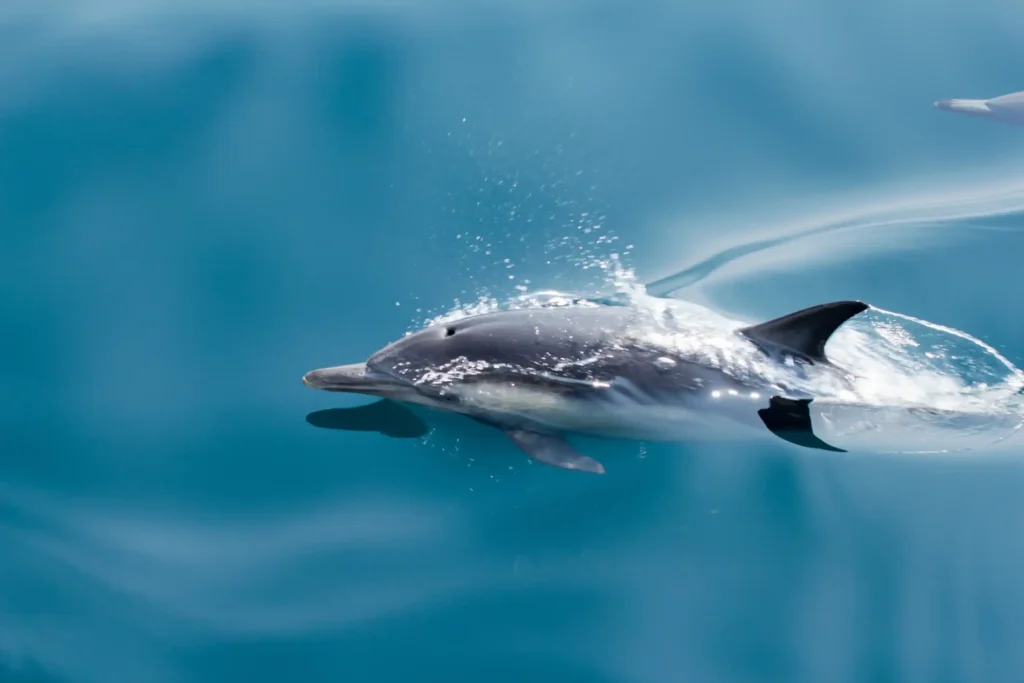 Dolphin Encounter