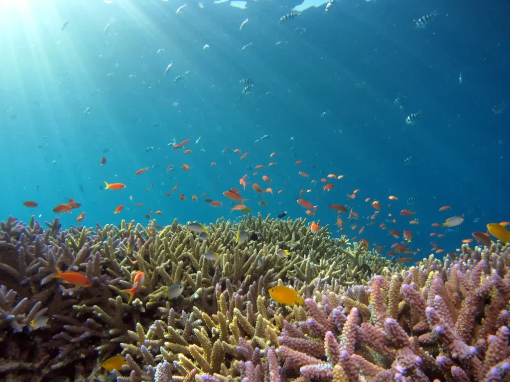 Snorkeling