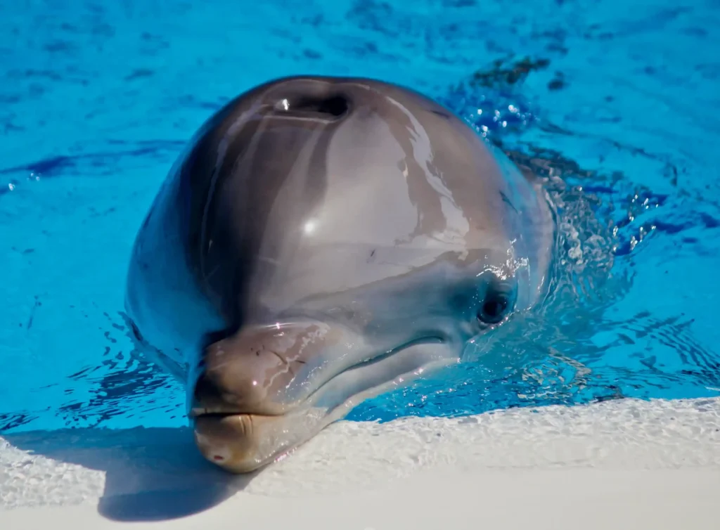 Dolphin Encounter
