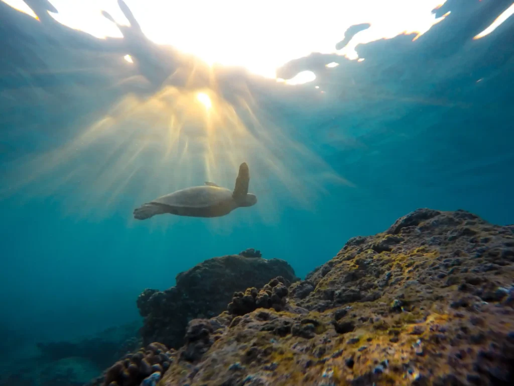 Snorkeling
