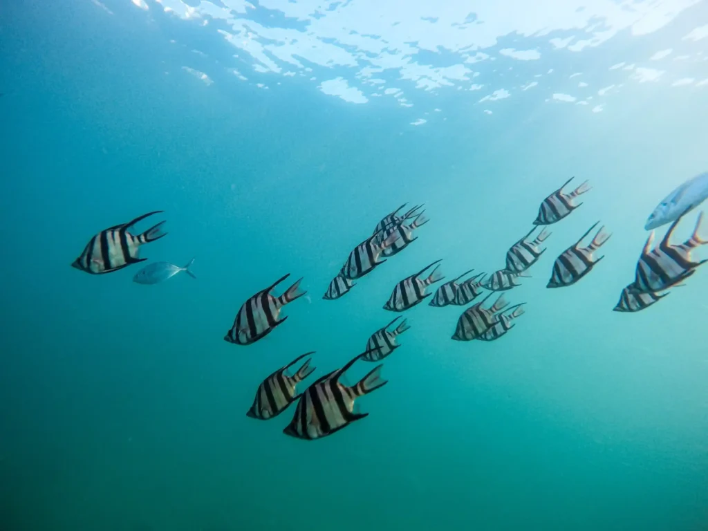Glass bottom boat