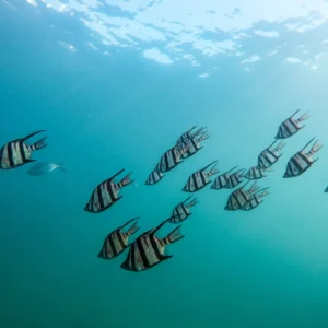 Glass bottom boat