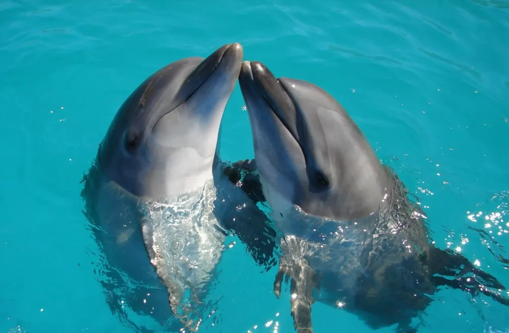 Dolphin Swim