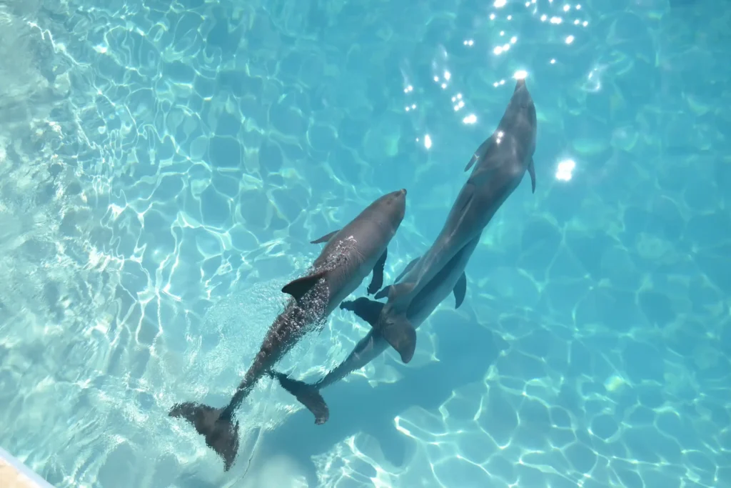 Dolphin Encounter