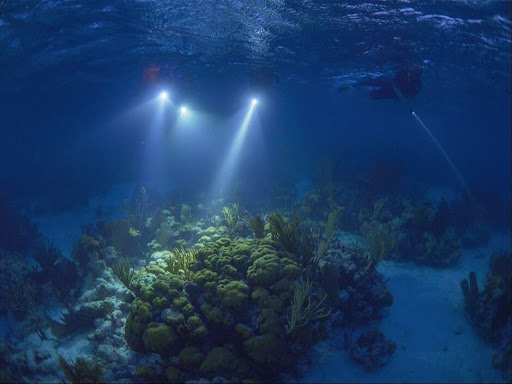 Night Snorkeling